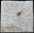 Fossil March Fly (Plecia) - Green River Formation #47174-1
